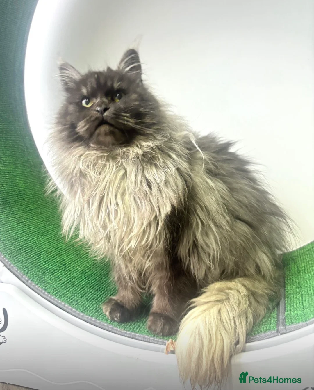 Maine Coon cats for sale: XXL Maine Coon Male - Advert 2