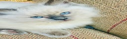 Ragdoll cats for stud: Ragdoll Blue lynx available for stud services  in Cardigan - Advert 14