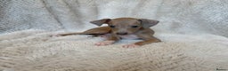 Italian Greyhound dogs for sale: KC Champion lines ⭐️ Italian Greyhound puppies  - Advert 5