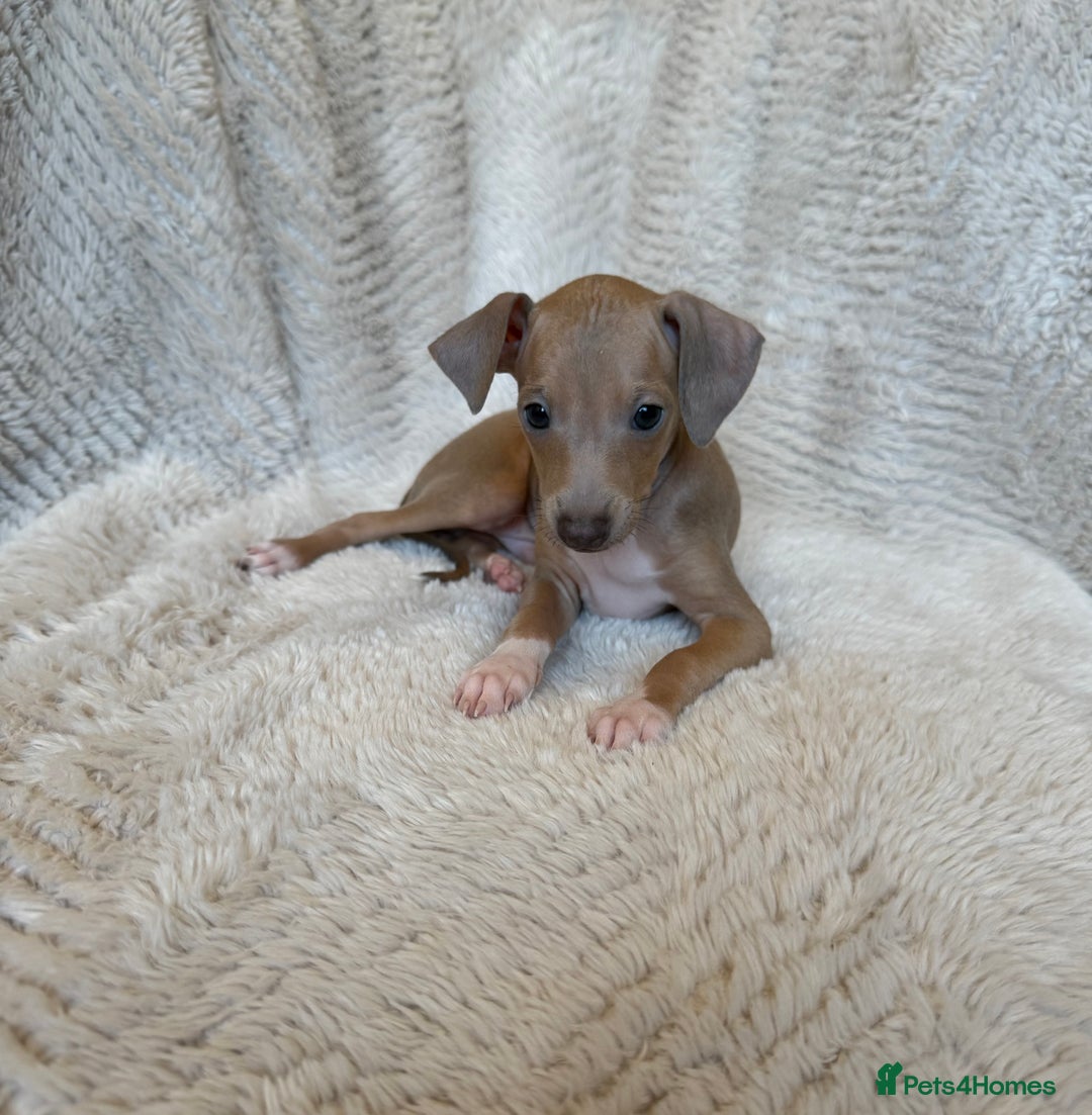 Italian Greyhound dogs for sale: KC Champion lines ⭐️ Italian Greyhound puppies  - Advert 5