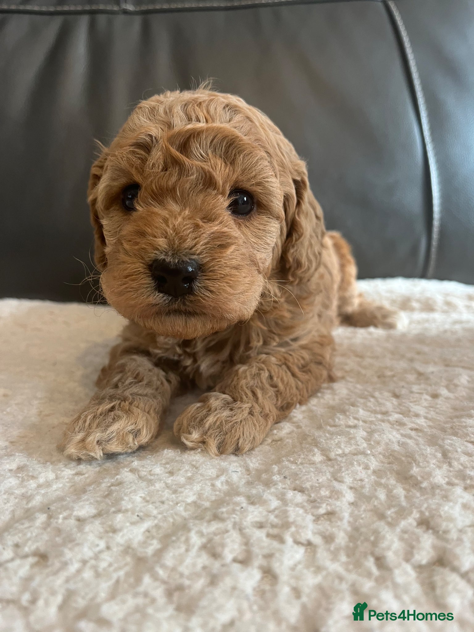 Cockapoo dogs Toy cockapoo’s  - Advert 15