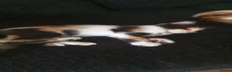 Mixed Breed cats for sale: 3 BEAUTIFUL KITTENS 😸 LOOKING FOR FOREVER HOME   - Advert 7