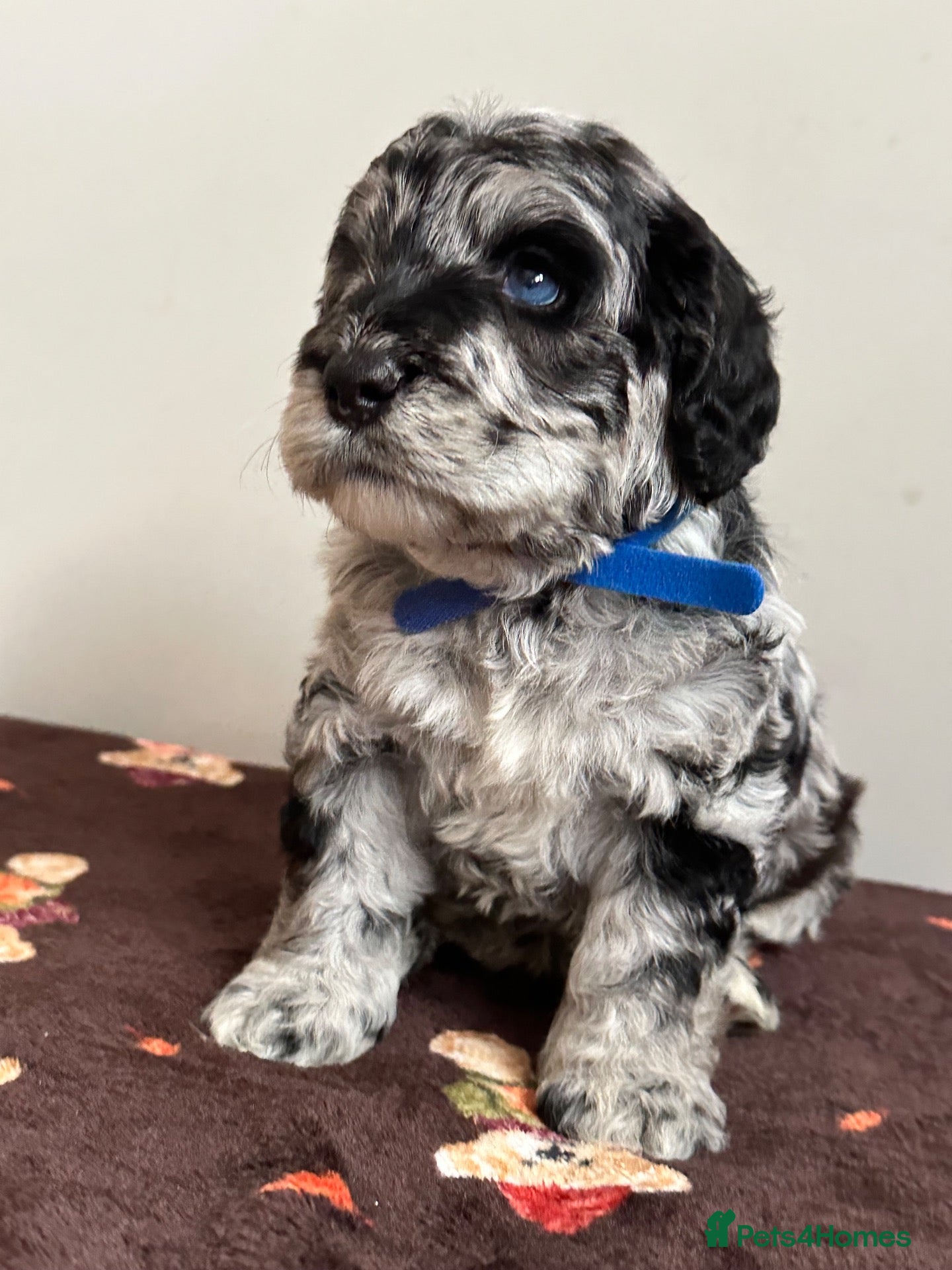 Mixed Breed dogs Unique sheepadoodle mix  - Advert 7