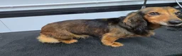 Miniature Dachshund dogs for sale: miniature dachshund long haired female - Advert 7