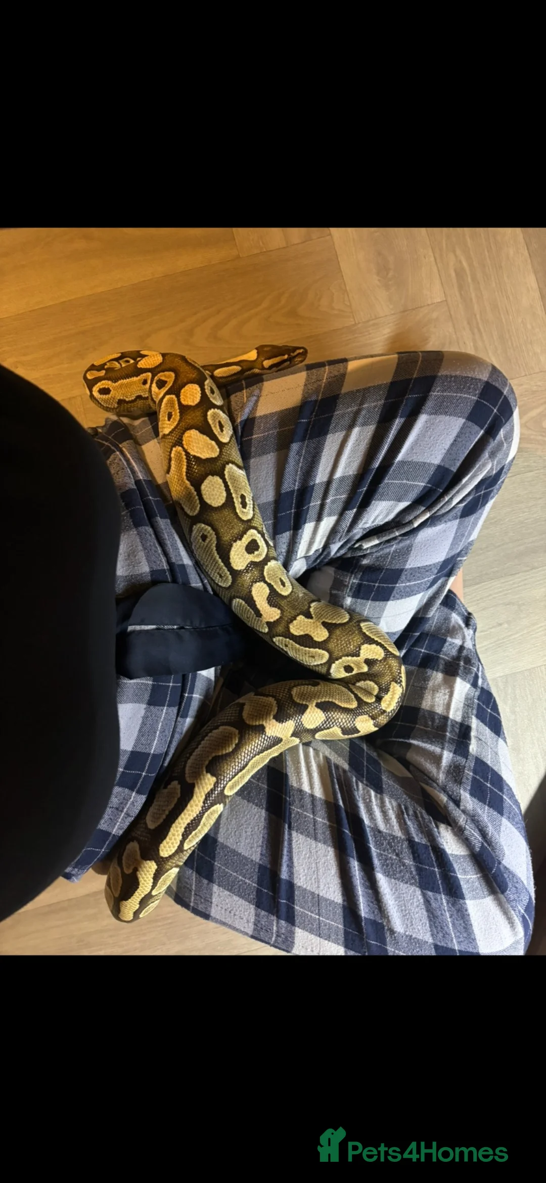 Python Snake reptiles for sale: Royal python - pastel lesser  - Advert 2