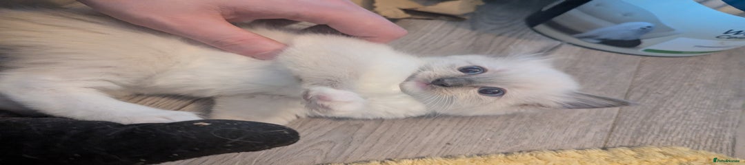 Ragdoll Kitten 2