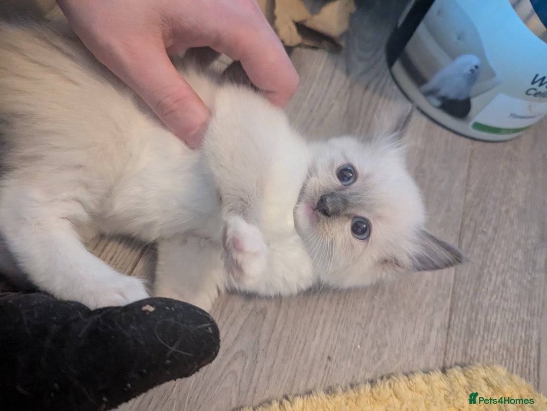 Ragdoll cats for sale: Ragdoll kittens  - Image 7