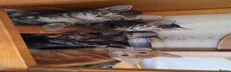 Mixed Breed cats for sale: 4 sweet kittens for sale  in Great Yarmouth - Advert 19
