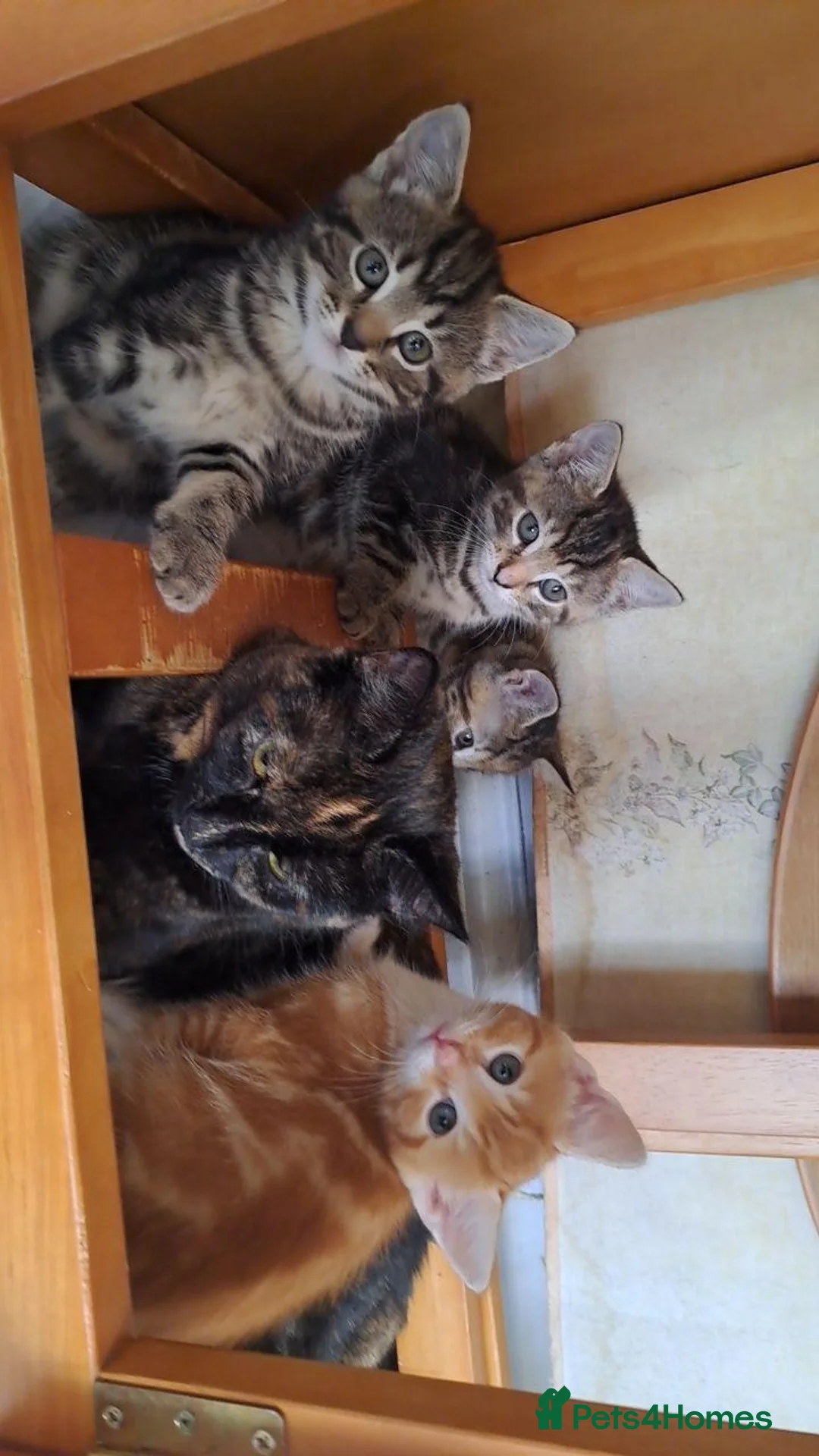 Mixed Breed cats for sale: 4 sweet kittens for sale  in Great Yarmouth - Advert 19