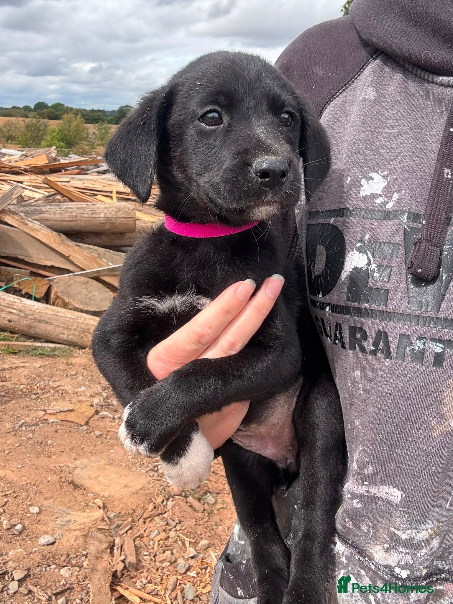 Borador dogs 4 Borador puppies for sale  - Advert 1