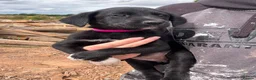 Borador dogs for sale: 4 Borador puppies for sale  - Advert 1