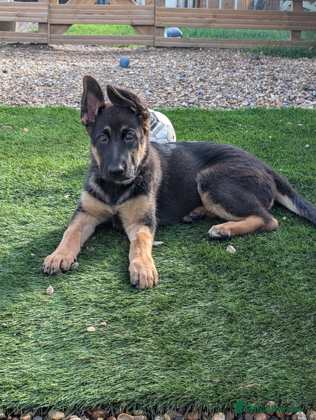 German Shepherd dogs for sale: KC Registered/health tested German Shepherd Puppy - Image 6