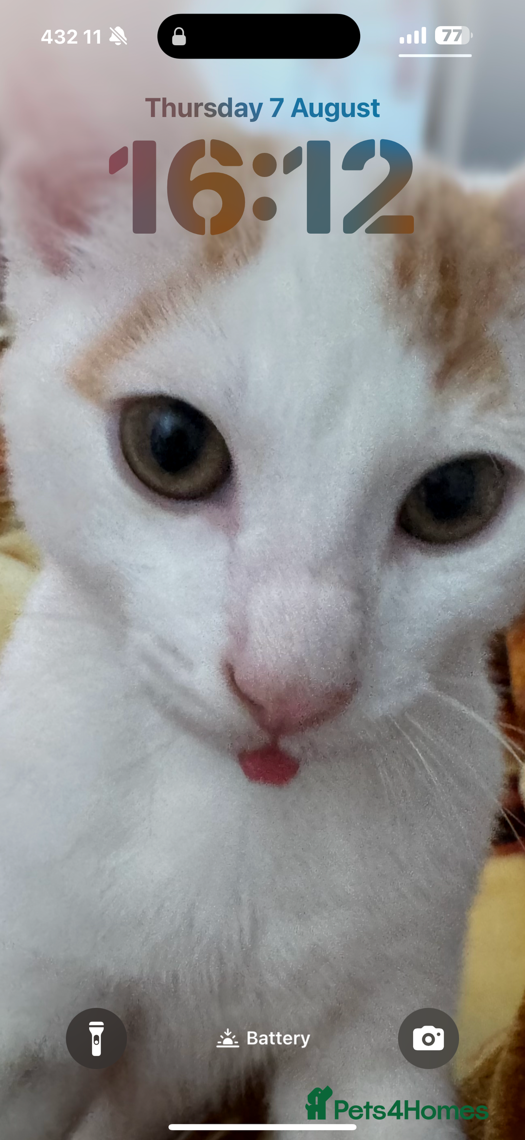 Turkish Van cats for sale: Turkish van cat  - Advert 4