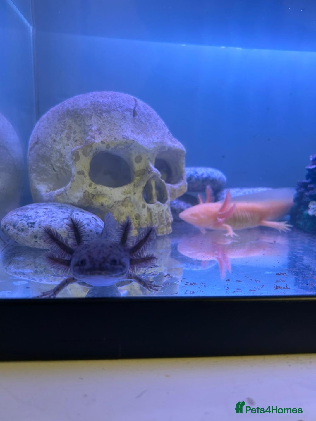 Axolotl reptiles for sale: Golden or speckled Axolotl - Advert 3