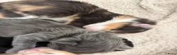 Maine Coon cats for sale: Maincoone kittens ready to reserve  - Advert 14