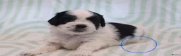 Shih Tzu dogs for sale: Shih Tzu puppies for sale  - Advert 7
