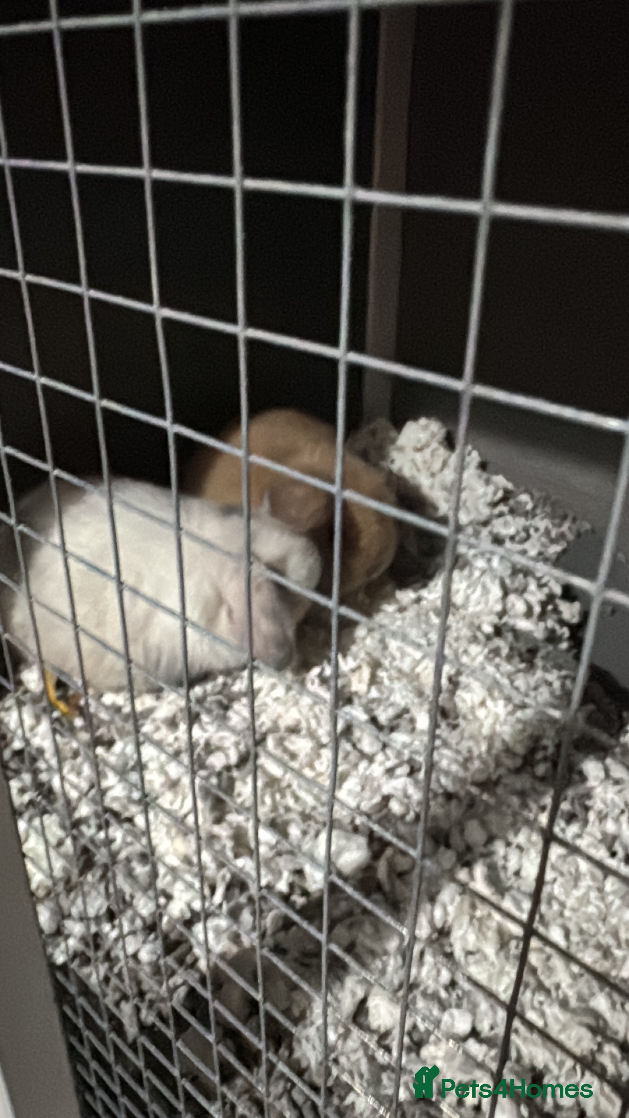 Mini Lop rabbits Adorable Mini Lop Bunny Pair and hutch for Sale 🐰 in Wednesbury - Advert 14