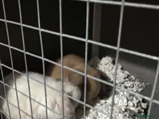 Mini Lop rabbits Adorable Mini Lop Bunny Pair and hutch for Sale 🐰 in Wednesbury - Advert 17