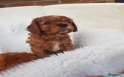 Cavalier King Charles Spaniel dogs for sale: 2 Cavalier king Charles puppies left - Image 25