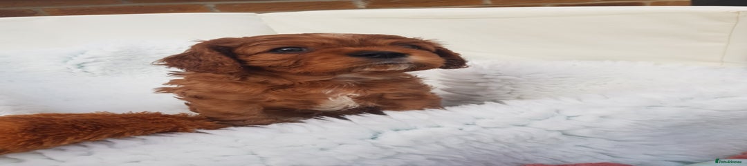 Cavalier King Charles Spaniel Puppy 6