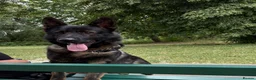 German Shepherd dogs for sale: Stunning kc male  - Advert 12