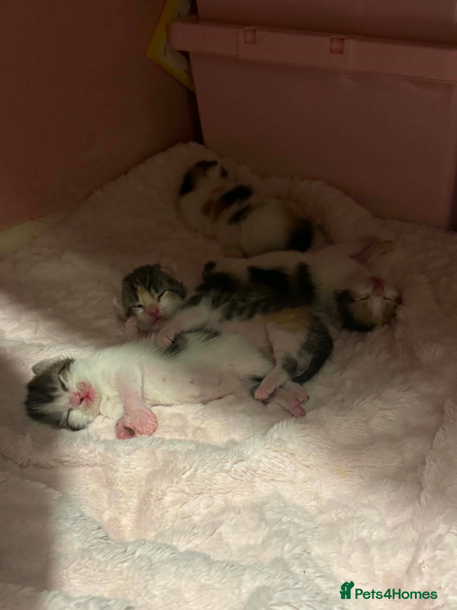 Mixed Breed cats Mixer breed kitten for sale - Advert 7