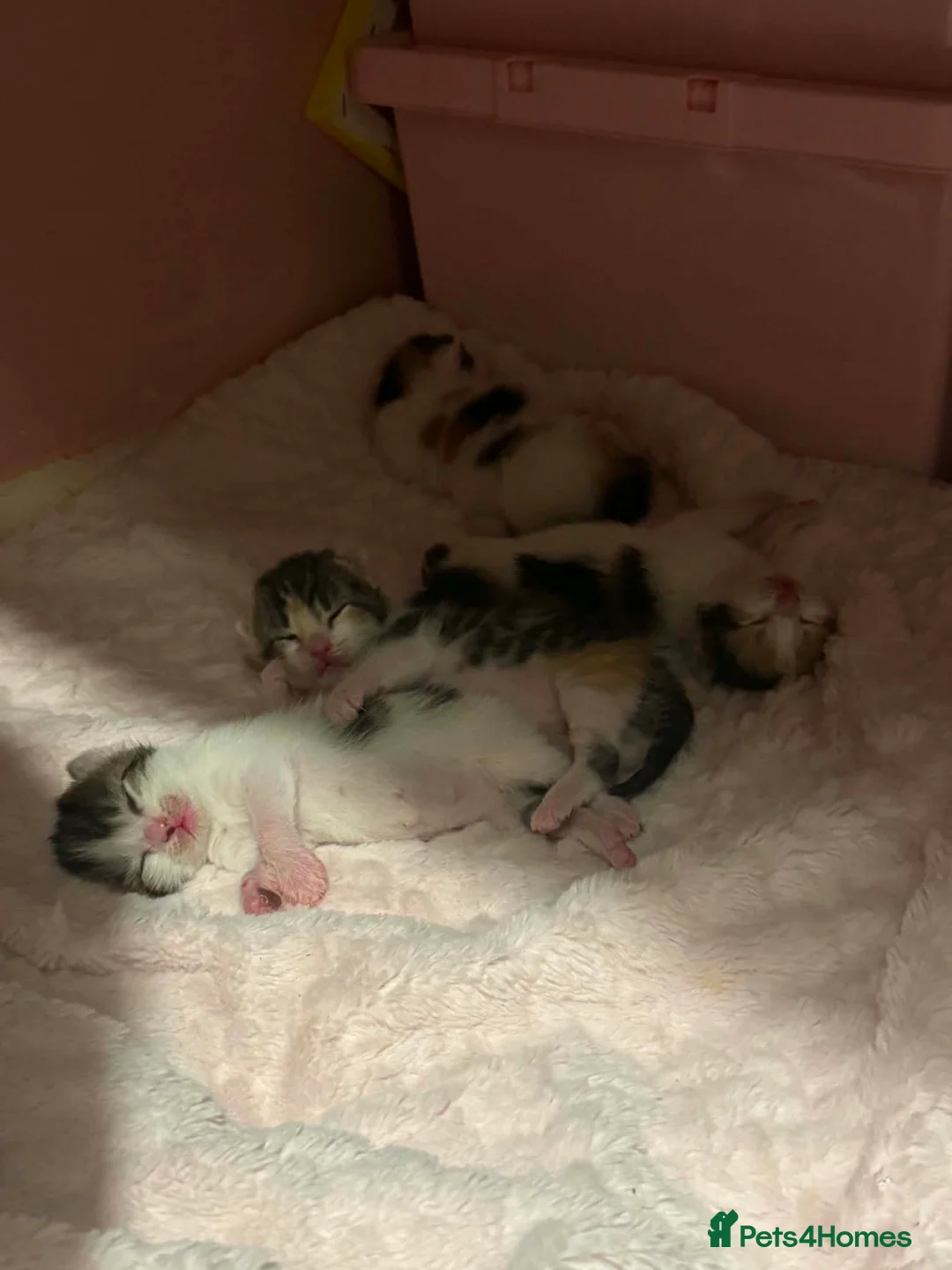 Mixed Breed cats for sale: Mixer breed kitten for sale - Advert 1