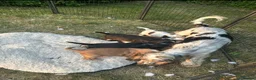 Cocker Spaniel dogs for sale: Stunning KC Show type Cocker Puppies  - Advert 26