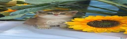 British Shorthair cats for sale: ✨ EXCEPTIONAL GOLDEN BRITISH SHORTHAIR BOYS ✨ - Advert 31