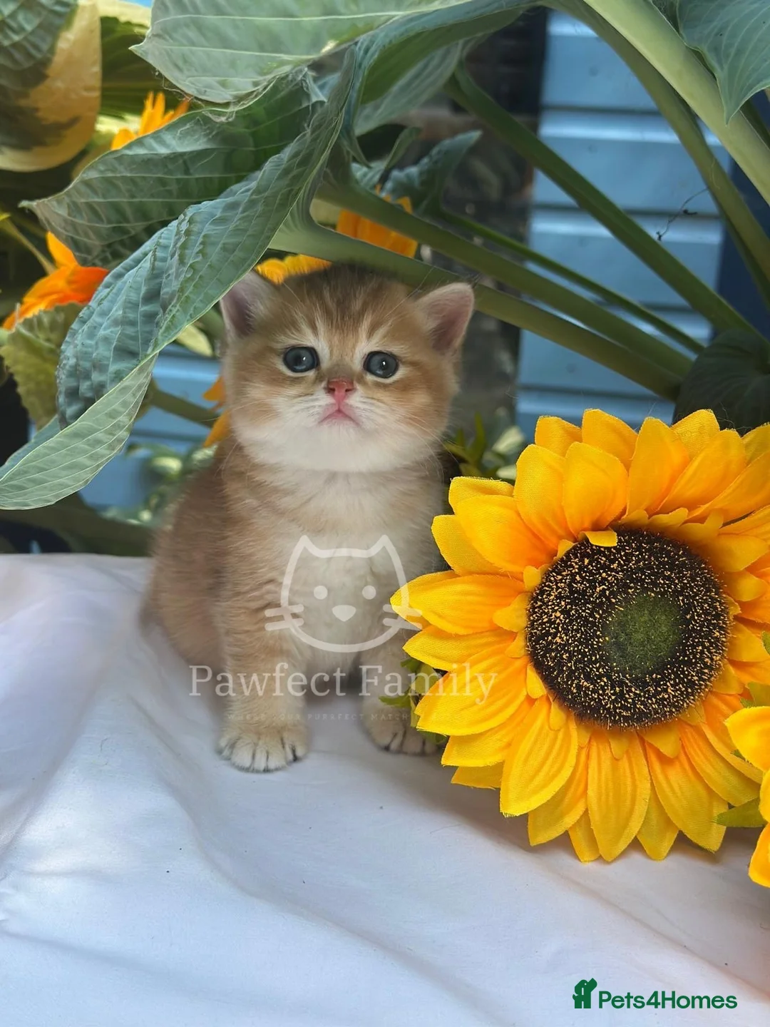 British Shorthair cats for sale: ✨ EXCEPTIONAL GOLDEN BRITISH SHORTHAIR BOYS ✨ - Advert 31