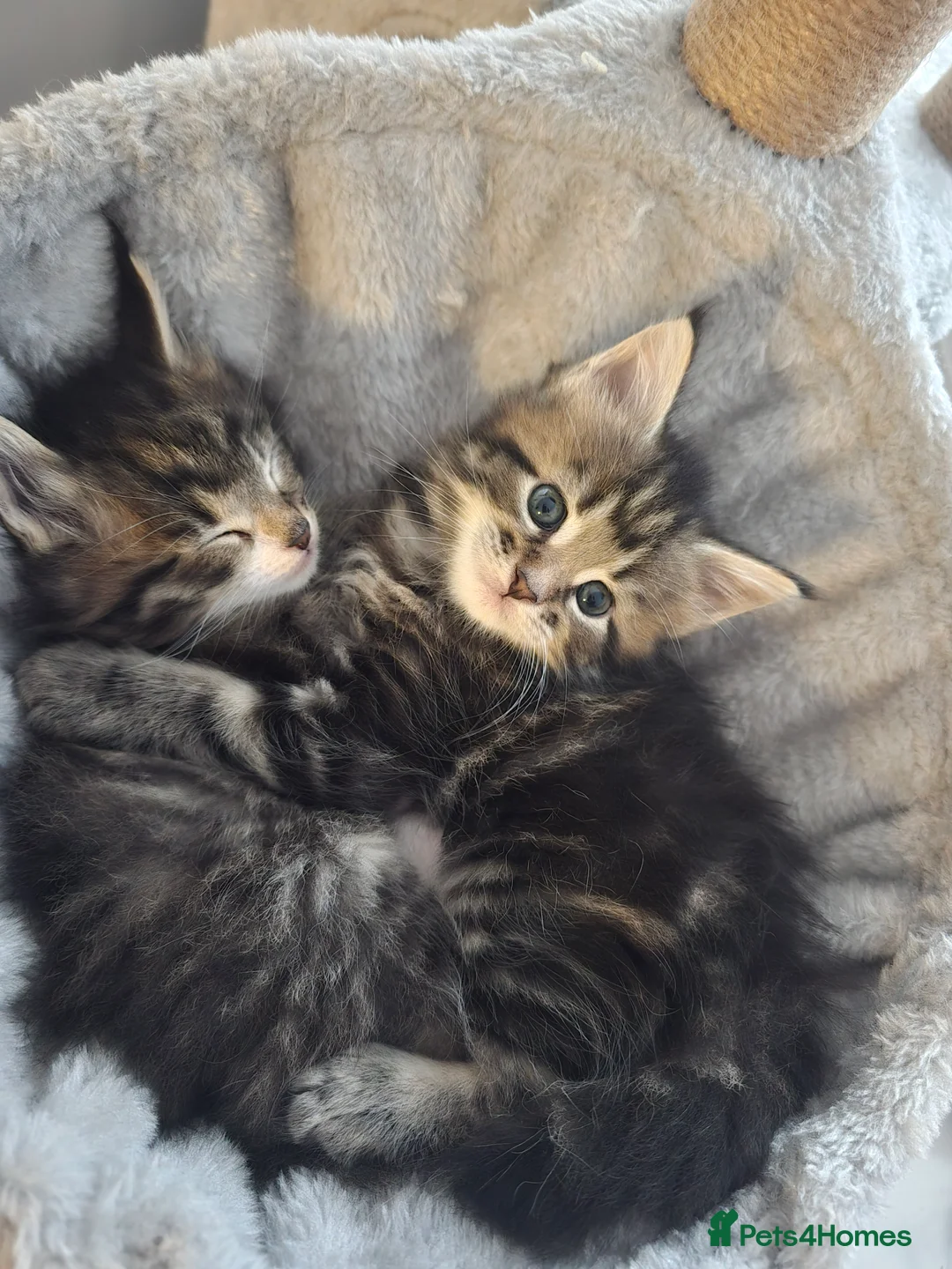 Maine Coon cats for sale: Kittens😺 - Advert 1