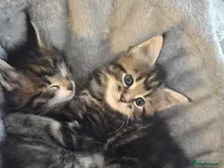 Maine Coon cats 5 adorable maine coon kittens - Advert 1