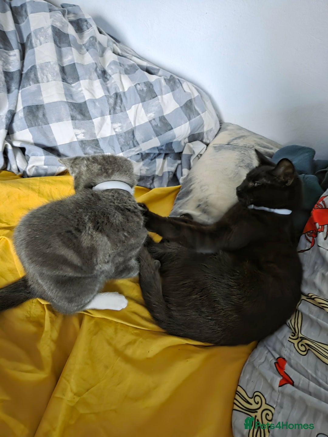 Mixed Breed cats for sale: Gorgeous and loving female silver tabby and white  - Advert 5