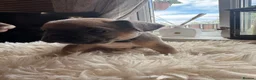 French Bulldog dogs for sale: French Bulldog puppies  - Advert 6