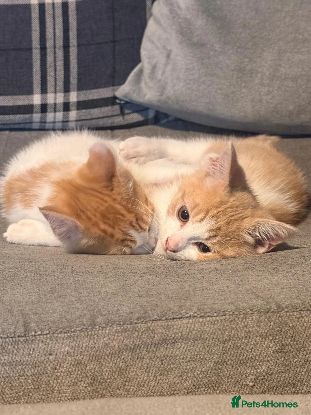 Mixed Breed cats for sale: 3 ginger kittens left mixed breed with ragdoll  in Rochdale - Advert 2