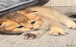 British Shorthair cats for sale: ✨🐾 Soft & Adorable Golden White Blue Kitten 🐾✨ - Image 2