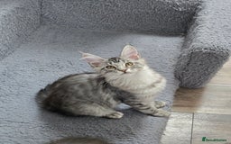 Maine Coon cats for sale: Large pedigree Tica Maine coon kittens READY  - Image 29