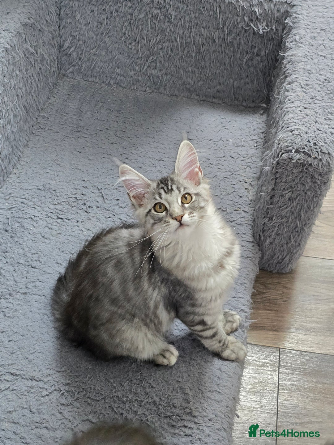 Maine Coon cats for sale: Large pedigree Tica Maine coon kittens READY  - Image 29