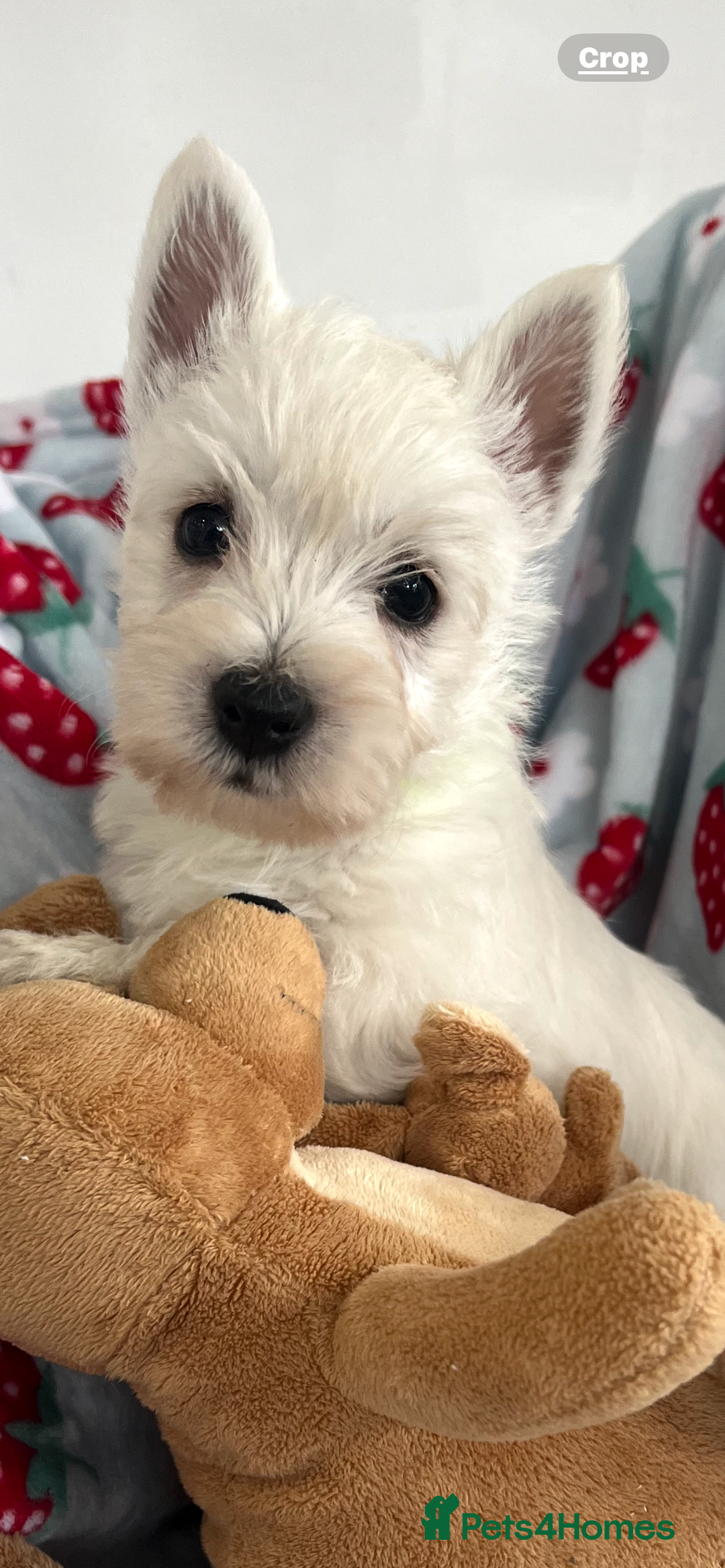 West Highland Terrier dogs for sale: Westie puppies available  - Image 10