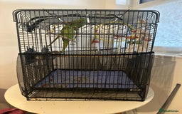 Ringnecks birds for sale: Parrots - Image 1