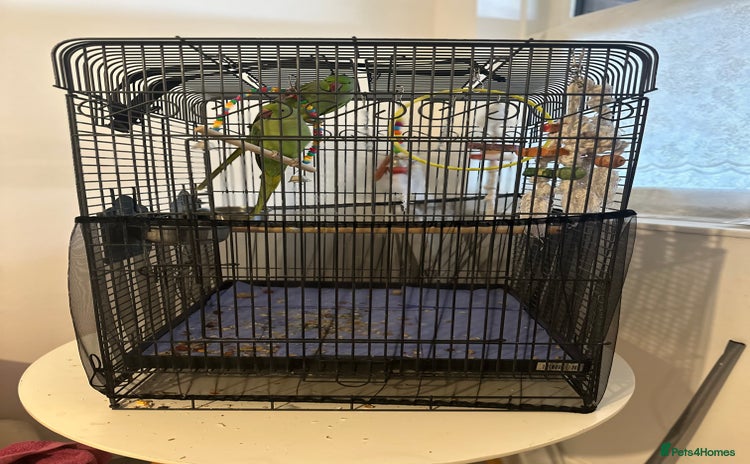 Ringnecks birds - Advert 10