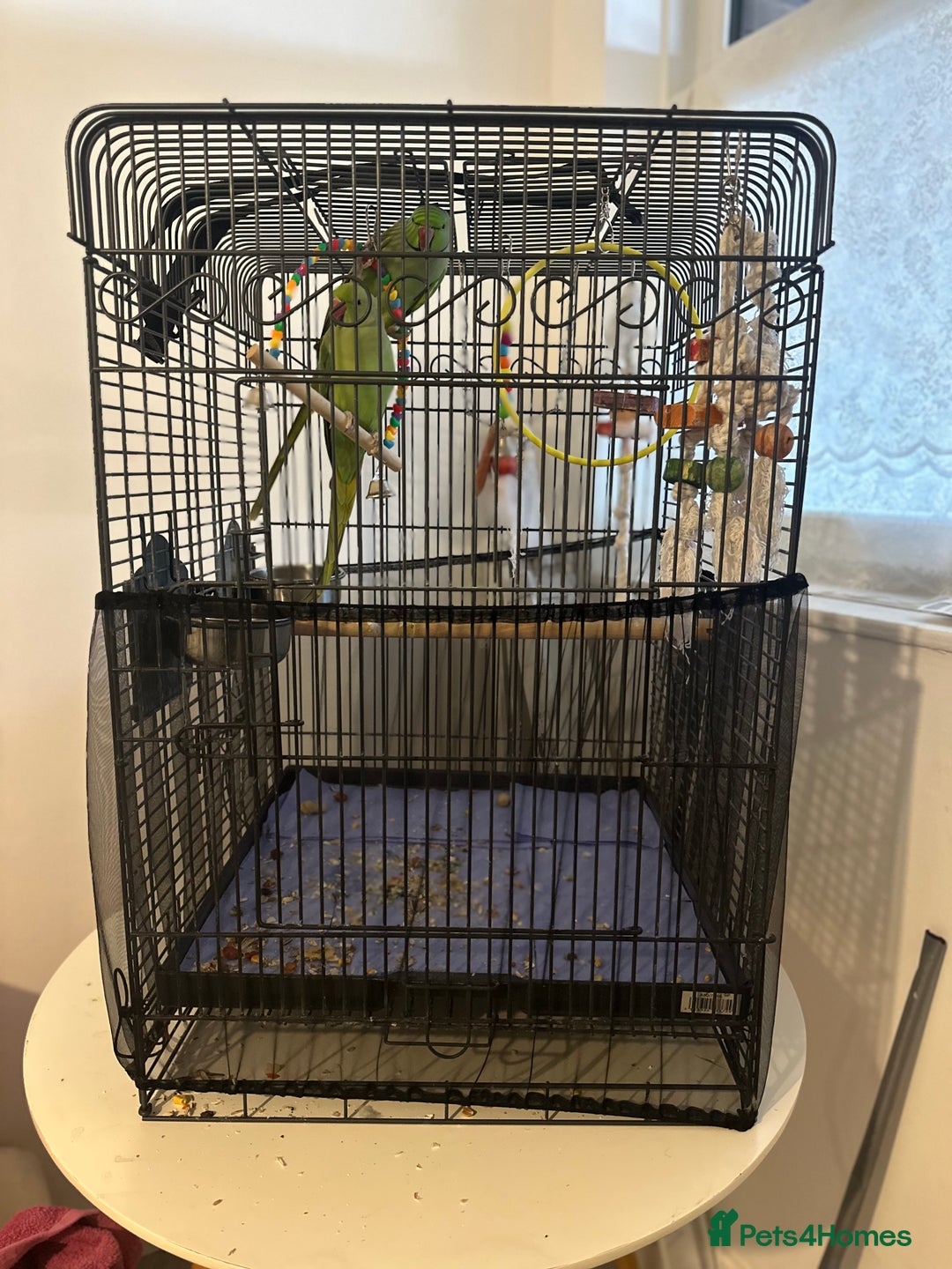 Ringnecks birds for sale: Parrots - Image 1