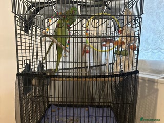 Ringnecks birds for sale - Advert 1