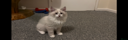 Siberian cats for sale: Sweet human friendly Siberians  - Advert 3