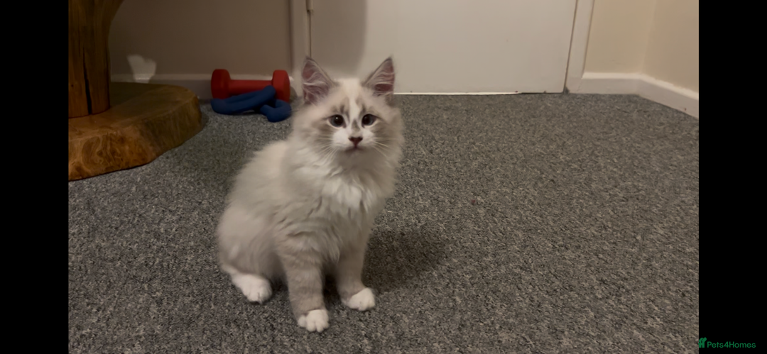 Siberian cats for sale: Sweet human friendly Siberians  - Advert 3