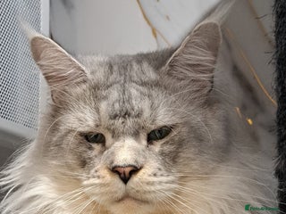 Maine Coon cats Maine coon boy for stud in London - Advert 1