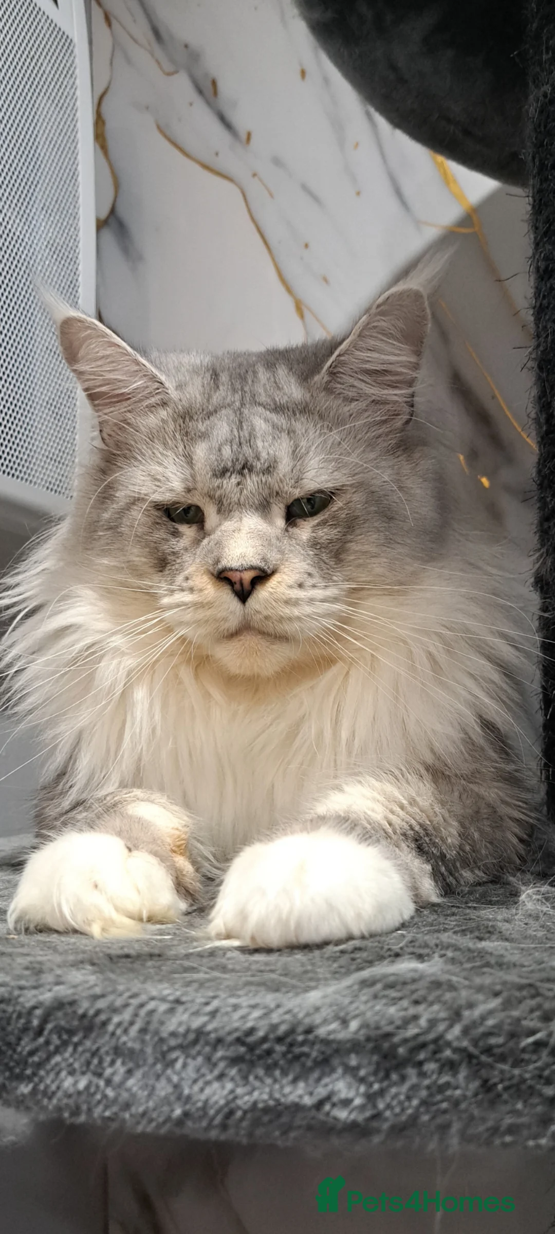 Maine Coon cats for stud: Maine coon boy for stud in London - Advert 3