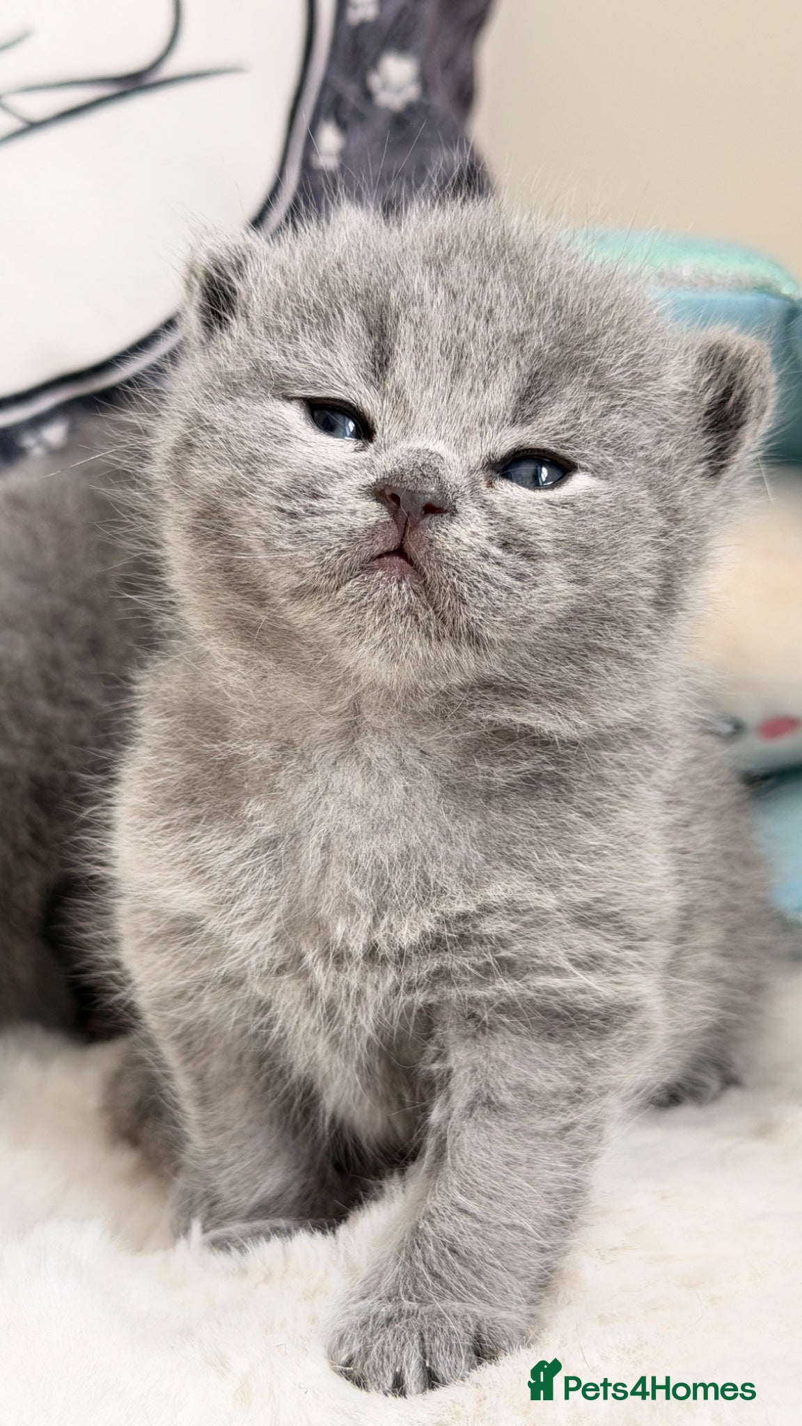 British Shorthair cats Exceptional quality champions line GCCF/TICA  reg - Advert 1