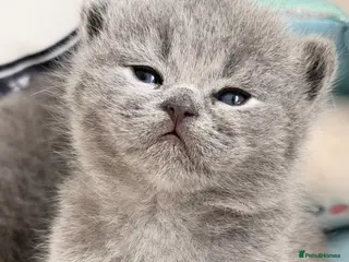 British Shorthair cats Exceptional quality champions line GCCF/TICA reg - Advert 1