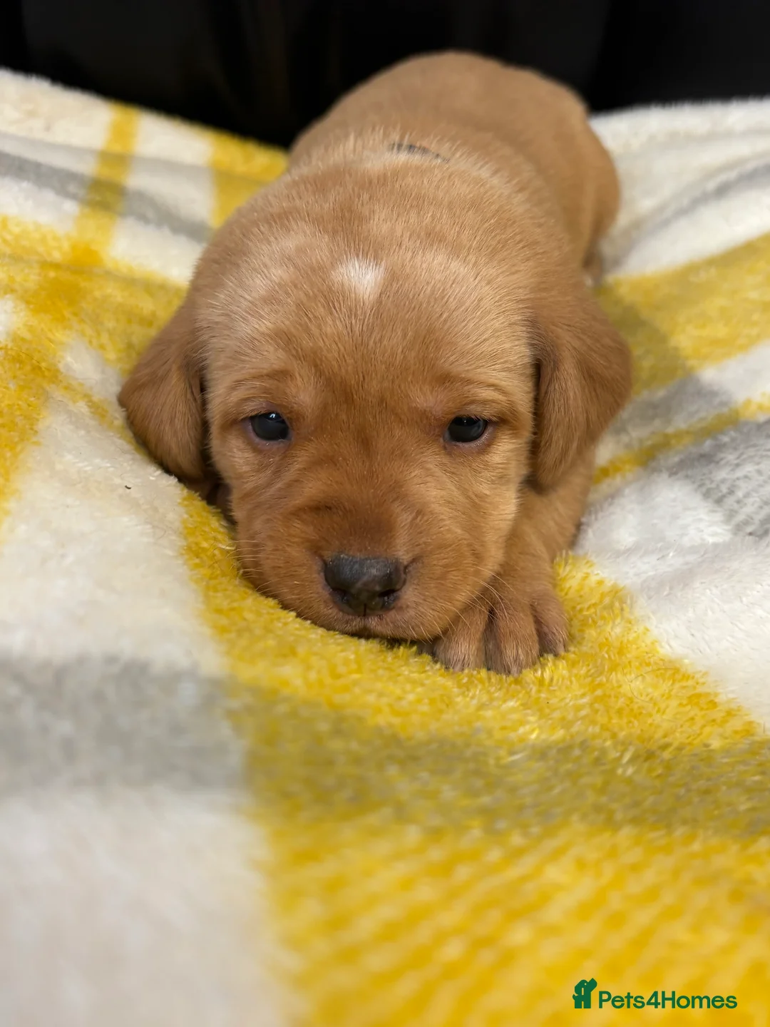 Labrador Retriever dogs for sale: KC Dark yellow Labrador pups  - Advert 8